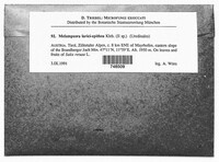 Melampsora epitea image
